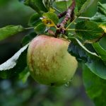 apple tree, green apple, fruit