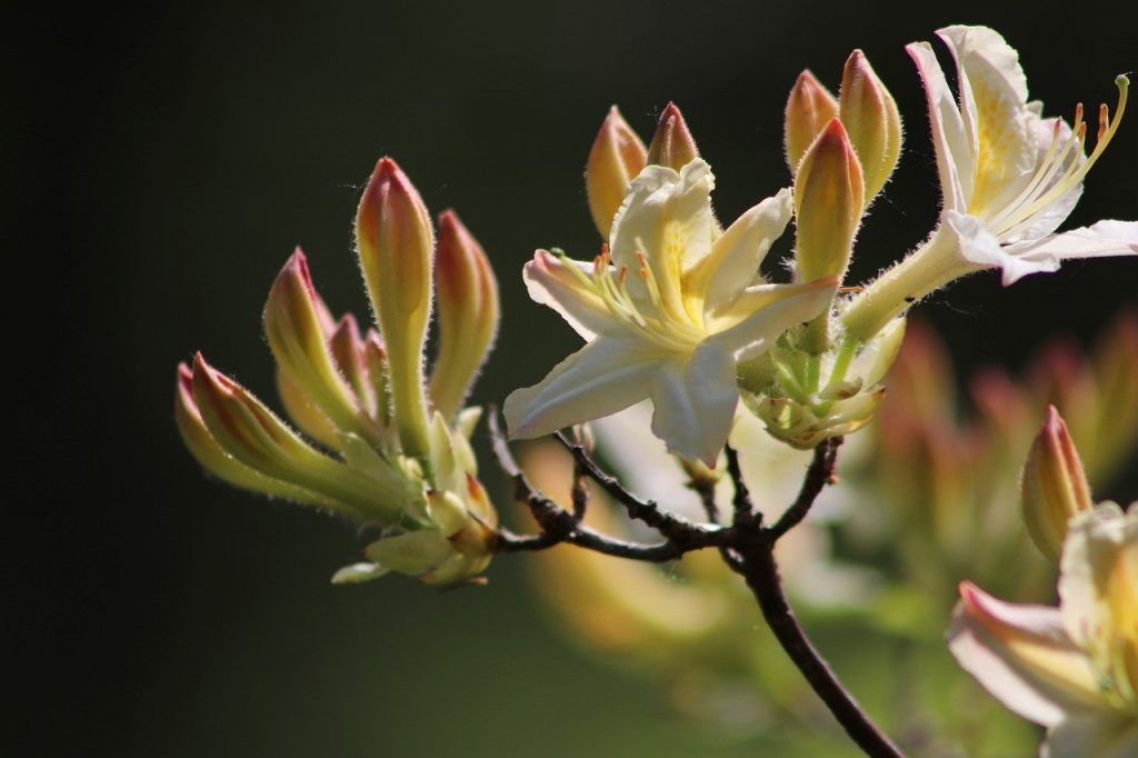 azalea, bud, petals