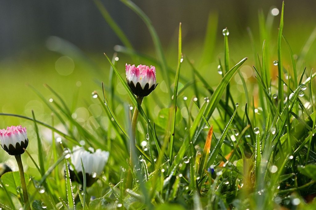 daisy, grass, dew