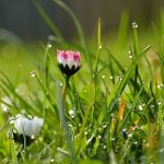 daisy, grass, dew