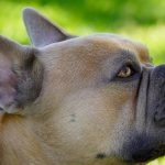 dog, french bulldog, background green