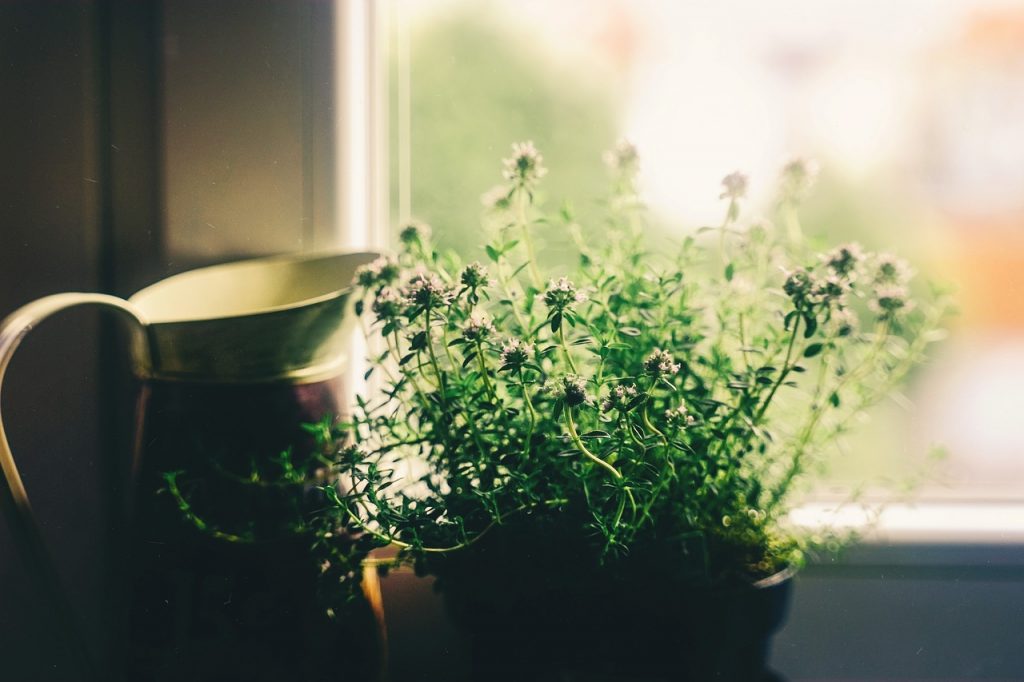 flower, window, house