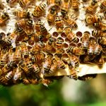 honey bees, insects, hive