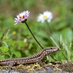 lizard, reptile, common wall lizard