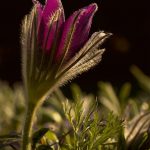 pasqueflower, flower, plant